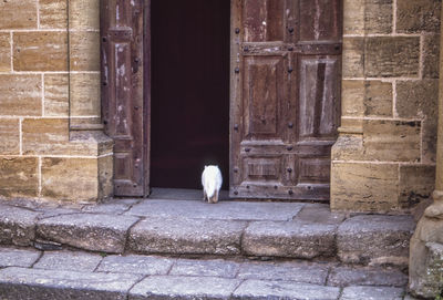 Cat on wall of building