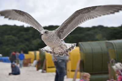 Seagull flying against sky