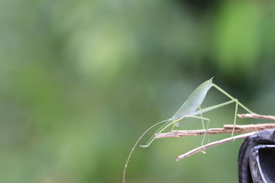 Close-up of insect