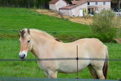 Horses in a field