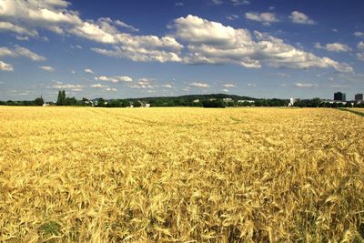 Scenic view of agricultural field against sky