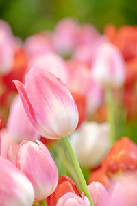 Close-up of pink tulips