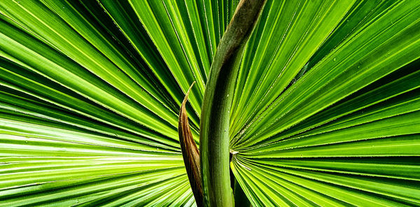 Closeup palm tree frond with new growth in natural landscape. 