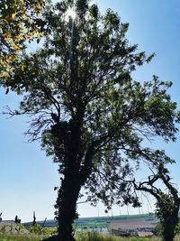 Low angle view of trees against sky