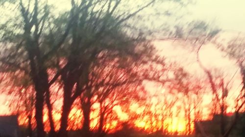 Close-up of trees against sunset sky