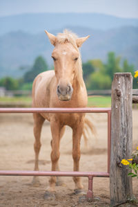 Portrait of horse in ranch