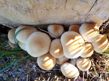 High angle view of mushrooms on field