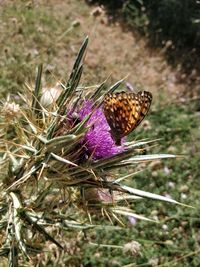 Close-up of butterfly on thistle flower