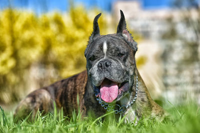 Close-up of a dog on field