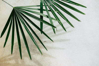 Close-up of palm leaves