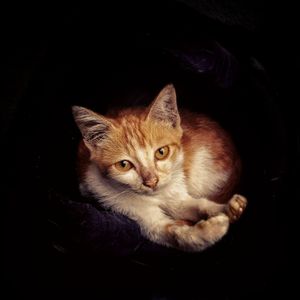 Close-up portrait of cat against black background