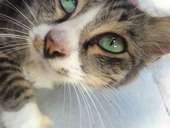 Close-up of cat