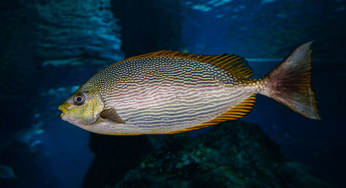 Close-up of fish swimming in sea