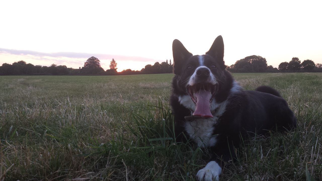 domestic animals, mammal, animal themes, pets, grass, one animal, field, grassy, sky, dog, landscape, clear sky, nature, rural scene, livestock, no people, outdoors, standing, growth, sunlight