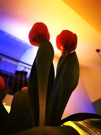Close-up of orange flowering plant against sky during sunset