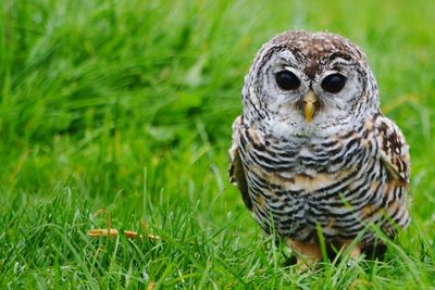 Close-up portrait of owl on field