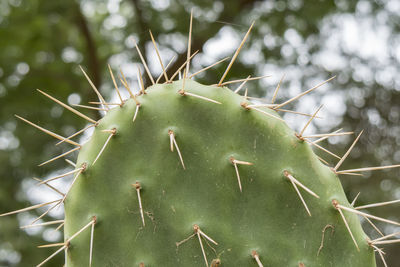 Close-up of plant