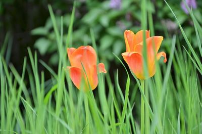 Close-up of orange flowering plant in field