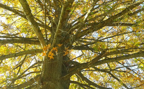 Low angle view of tree against sky
