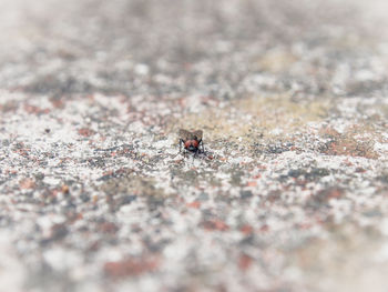 Close-up of ant