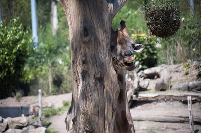 Close-up of lizard on tree trunk