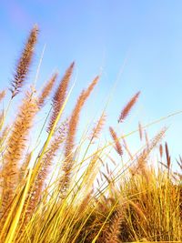 Low angle view of stalks in field against clear sky