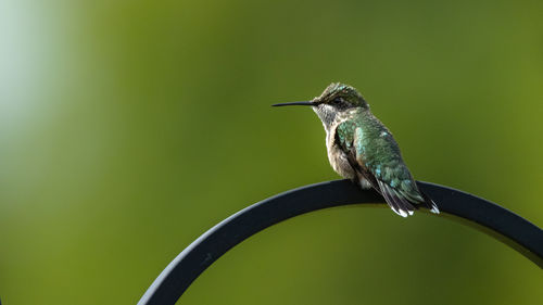 Close-up of bird perching on branch