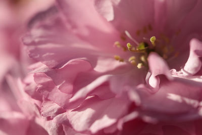 Close-up of pink flower