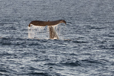 Bird flying over sea