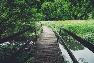 Footbridge amidst trees in forest