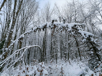 Snow covered trees in forest
