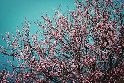 Low angle view of pink flowers on branch