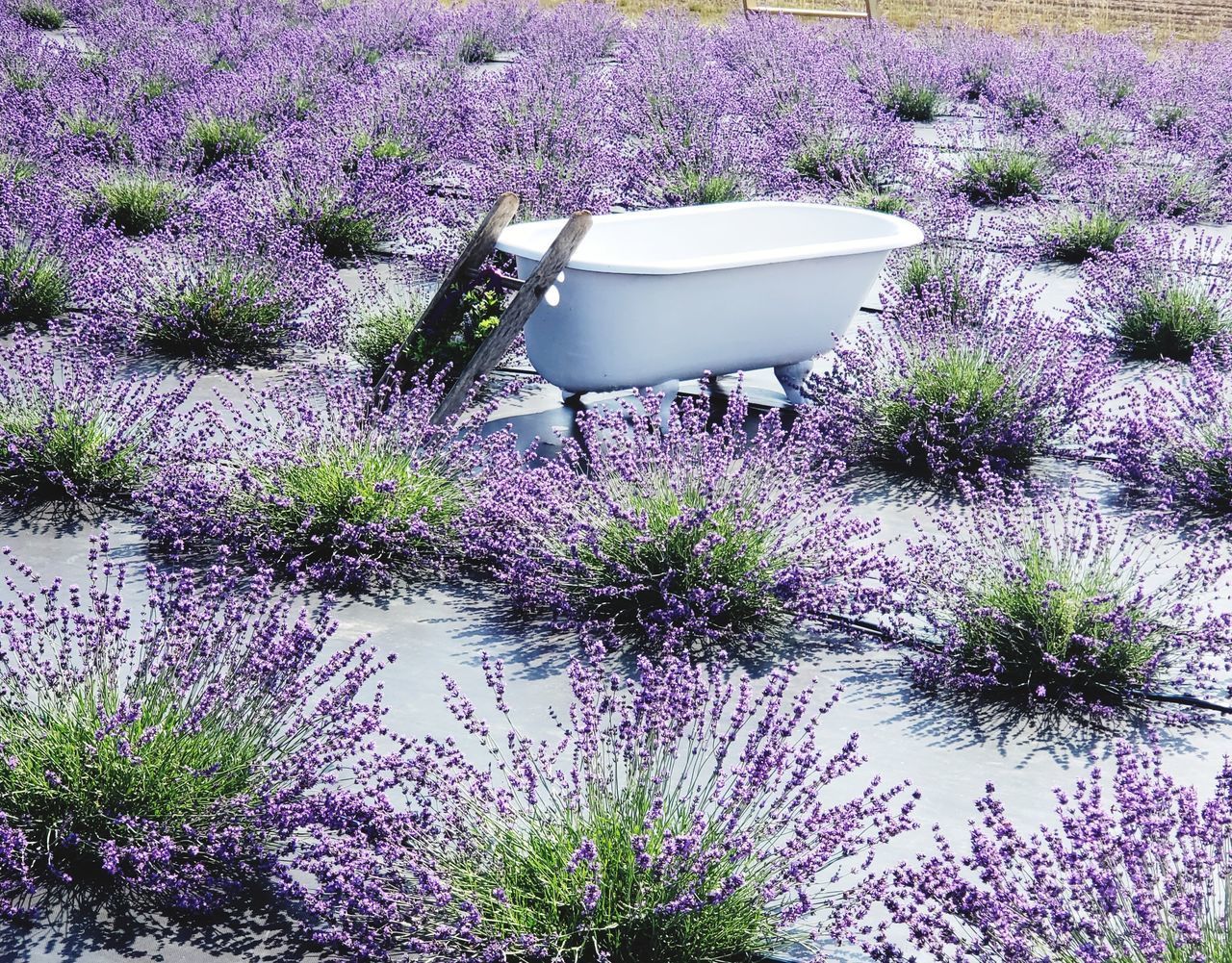 VIEW OF PURPLE FLOWERING PLANTS