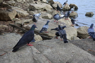 High angle view of pigeons perching on rock