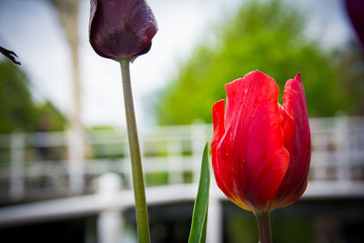 Close-up of red tulip