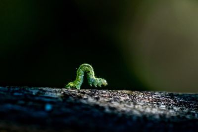 Close-up of lizard on wood