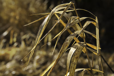 Close-up of stalks in field