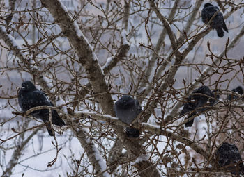 Bird perching on bare tree during winter