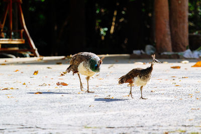 Flock of birds on the road