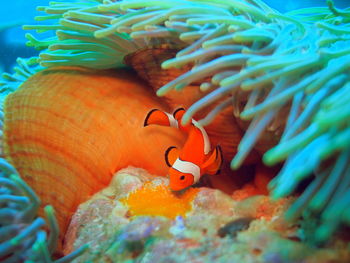 Clownfish near anemone at raja ampat