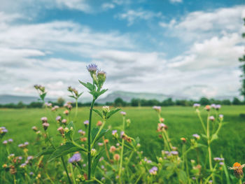 Scenic view of flowering plant on field against sky