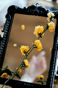 Close-up of yellow flowering plant