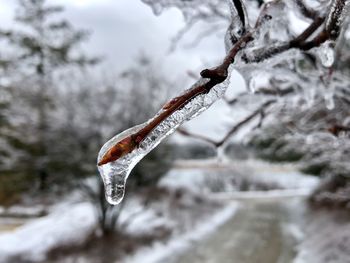 Close-up of ice on twig