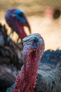 Close-up of peacock