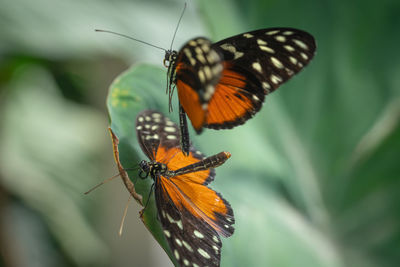 Close-up of butterfly on flower