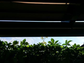Low angle view of plants against sky