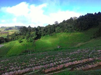 Scenic view of agricultural field against sky