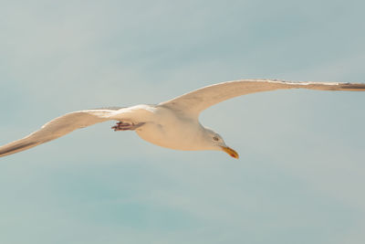 Low angle view of seagull flying