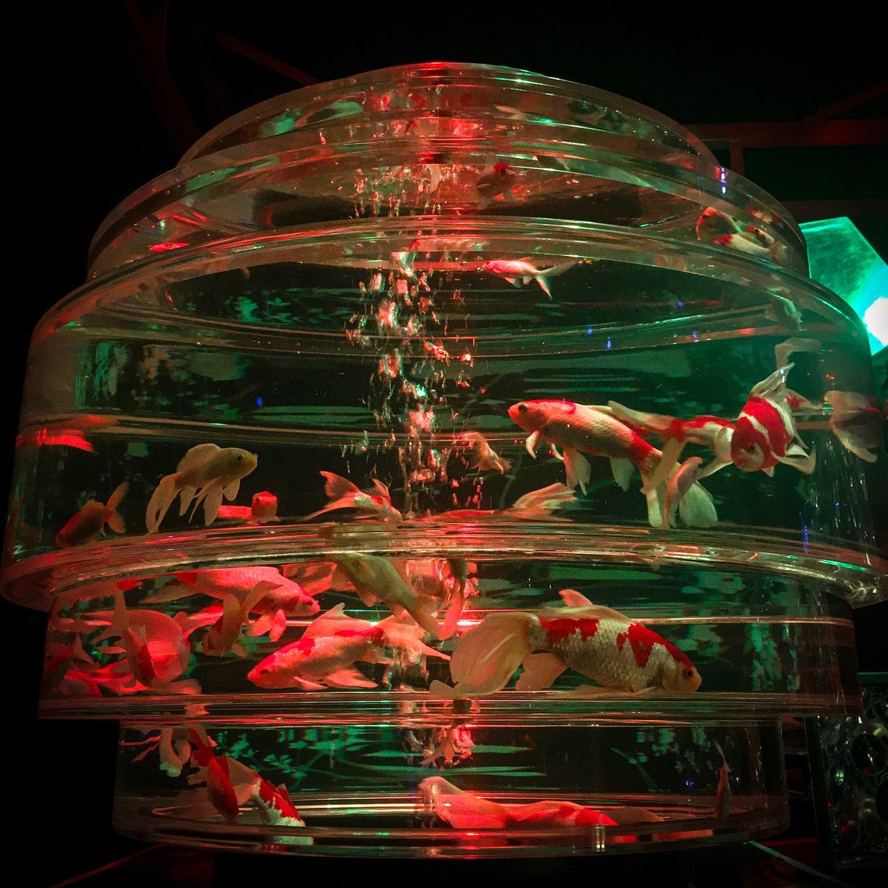 CLOSE-UP OF FISH SWIMMING IN GLASS TANK