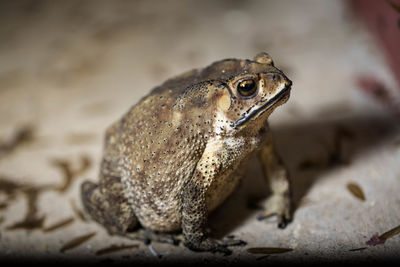 A toads eat insects at night favorite food night shot